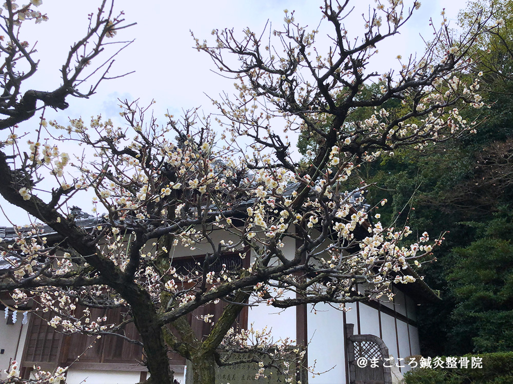 波太神社の梅も見ごろです